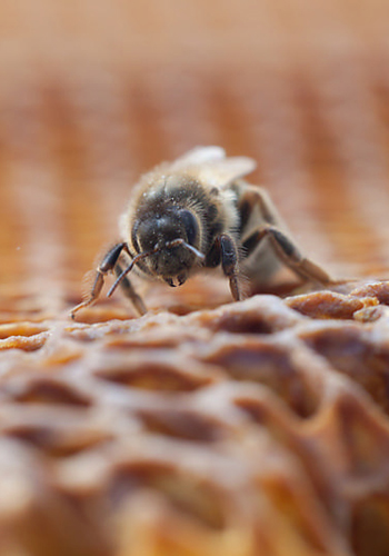 L'abeille noire - L'Abeille de Compagnie