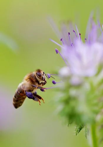 L’abeille noire, sa couleur sombre caractéristique