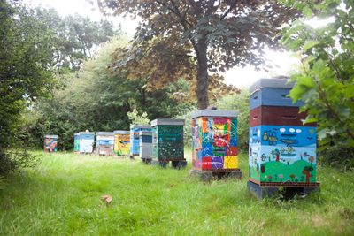 Photo du rucher 5