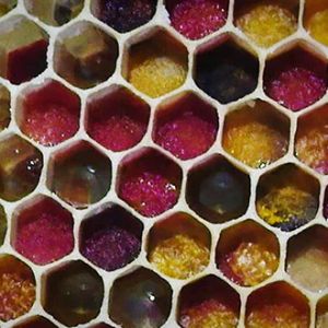 Pain d’abeille