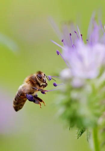 L'abeille noire, sa couleur sombre caractéristique